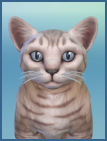 ansehen Orientalisch Langhaar Lilly Kaetzchen